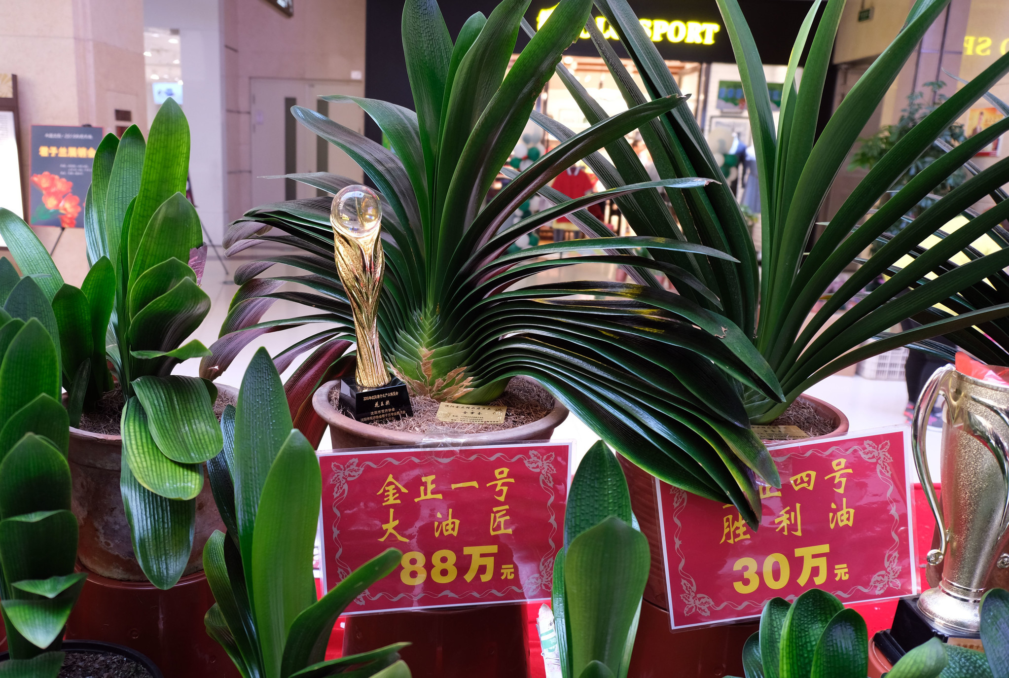 沈陽最新君子蘭珍品，探尋珍稀品種的魅力與價值