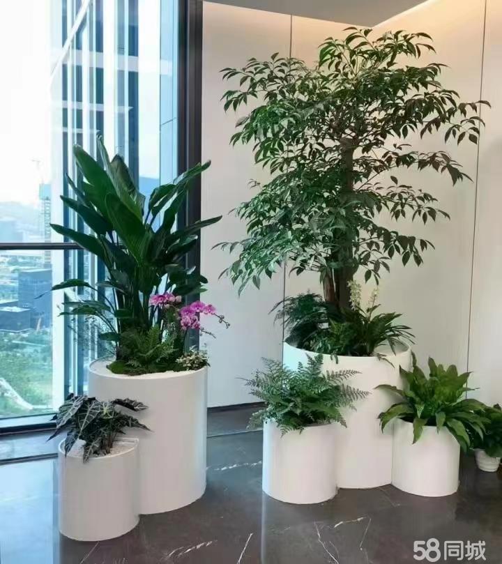 最新招聘，室內(nèi)植物養(yǎng)護專家